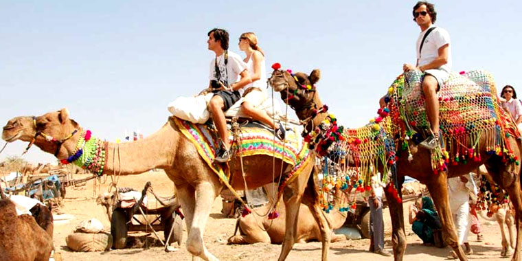 Camel safari Pushakar Fair