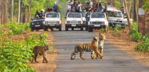 Ranthambore-one of the famous wildlife parks to visit