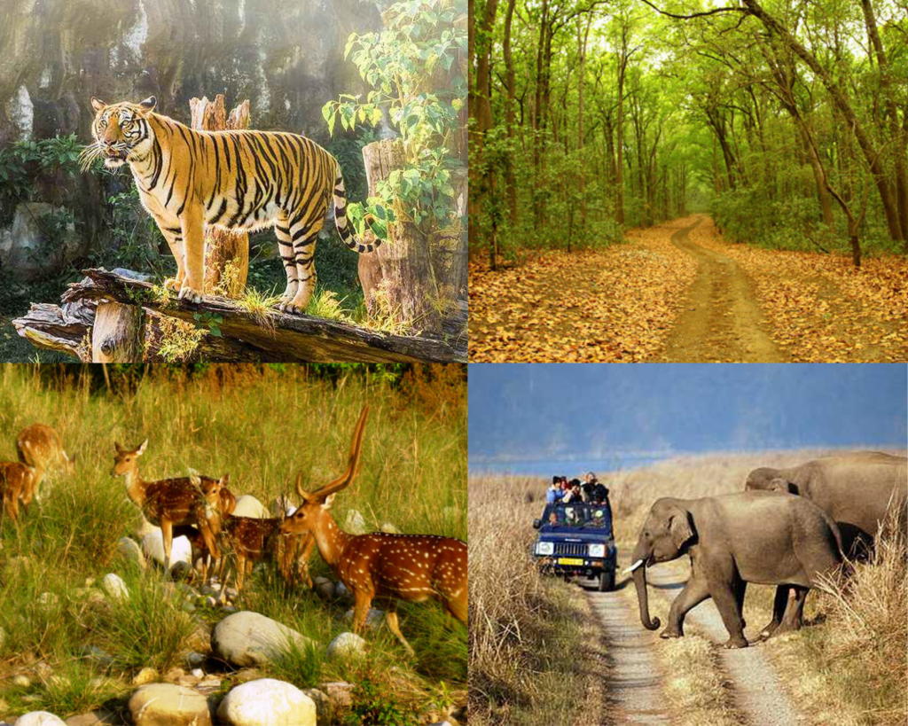 Kanha national park-famous wildlife parks to visit