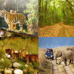 Kanha national park-famous wildlife parks to visit