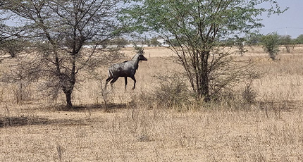 blue bulls spotted in panchla wildlife reserve near khimsar