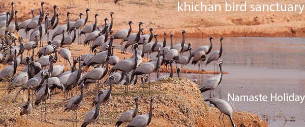 Demoiselle Cranes at Khichan Bird Sanctuary near Jaisalmer and Bikaner, arrive every winter at this place in Rajasthan.